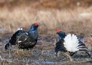 Birkhahnbalz - Black Grouse Courtship